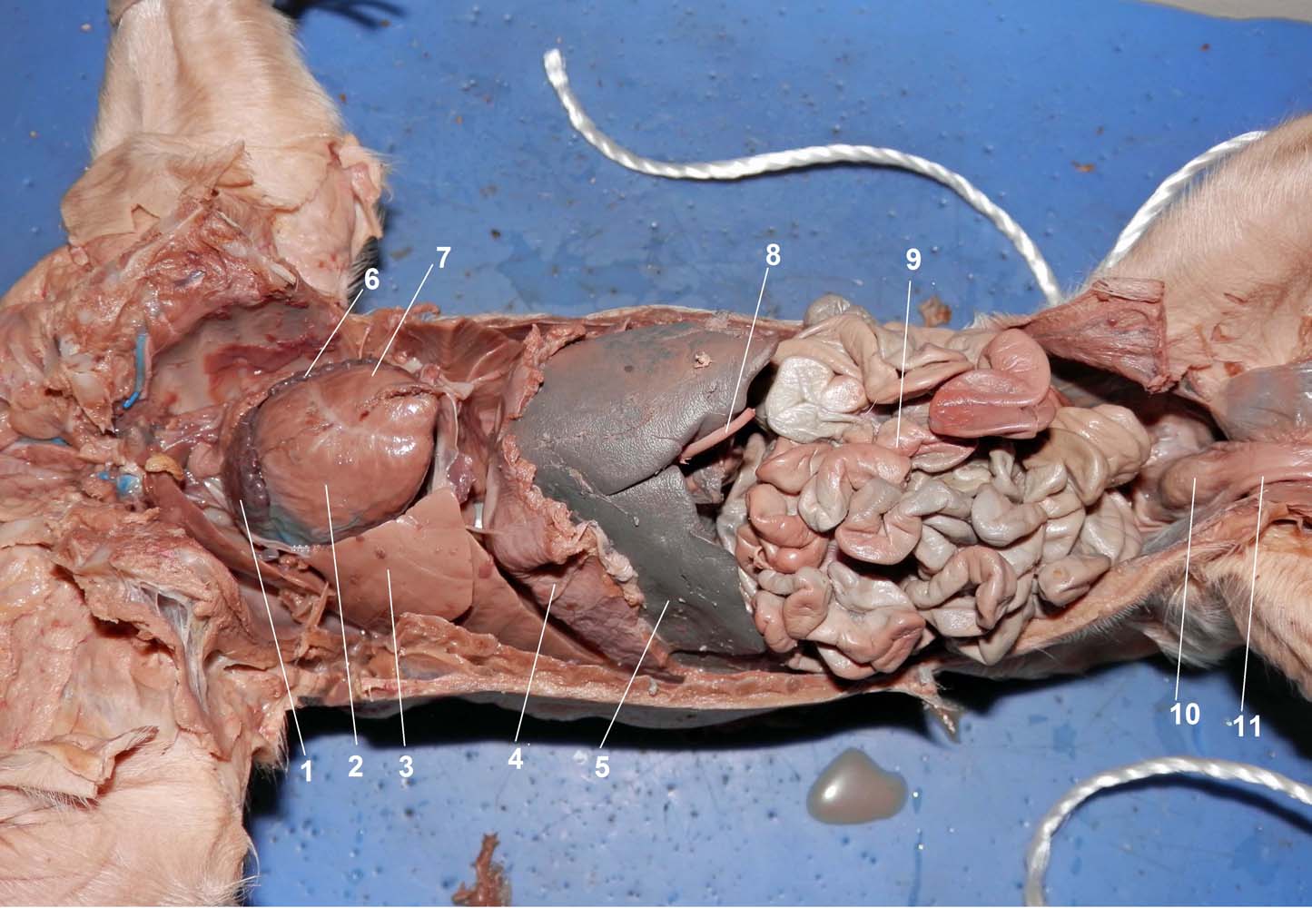 Dissected Thoracic and Abdominal Cavity